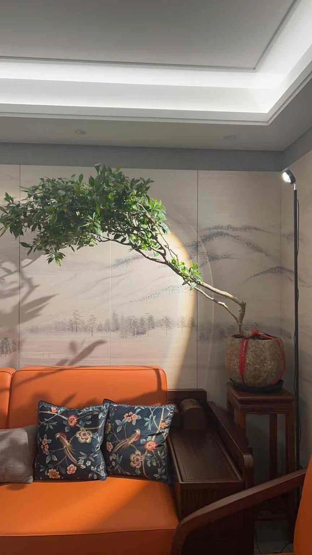 【爆单】一物一拍海岛栀子花熟桩茶室绿植大飘枝空间美学打造茶台