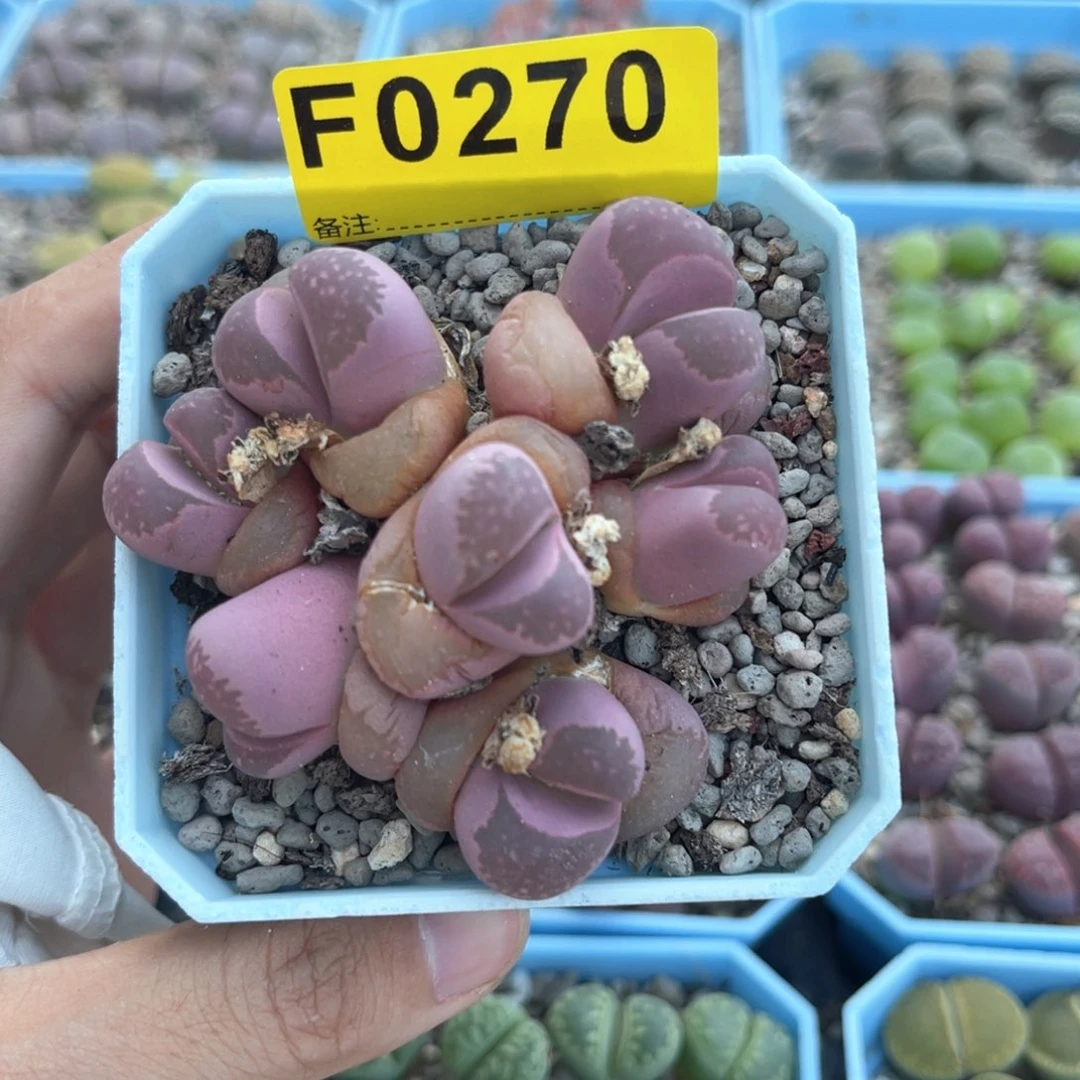 用***00270用户4646专拍七头红大内