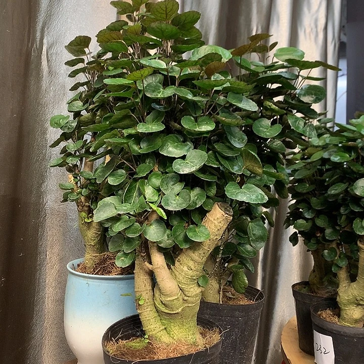 完全开放1155999998