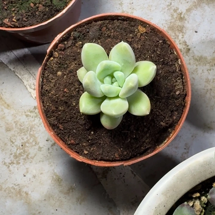 046冰河世纪新号福利价