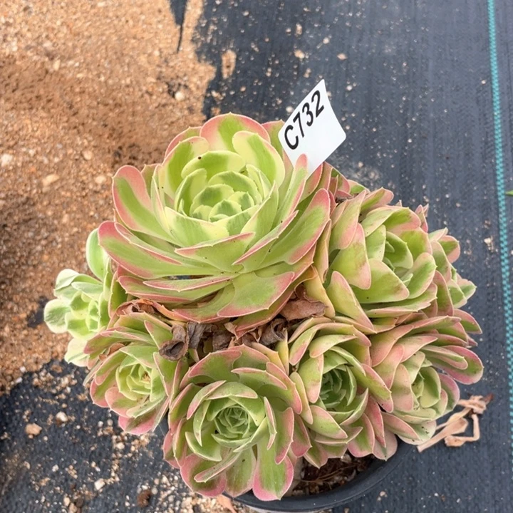 ?732号白凤法师群生