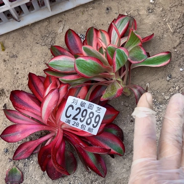 大**^2989组合无根多肉植物法师法师