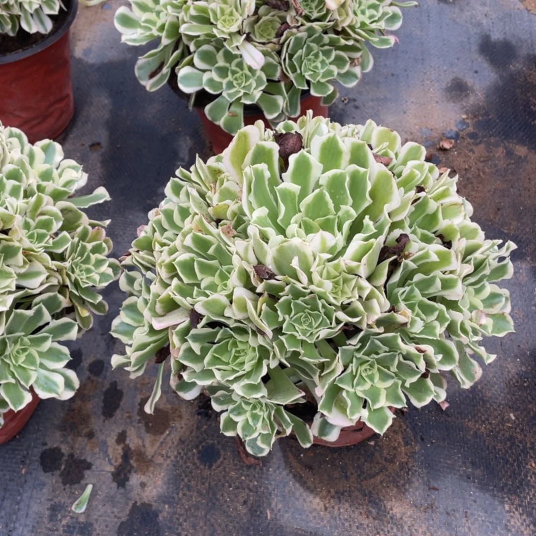 4209白凤法师多肉断枝不包