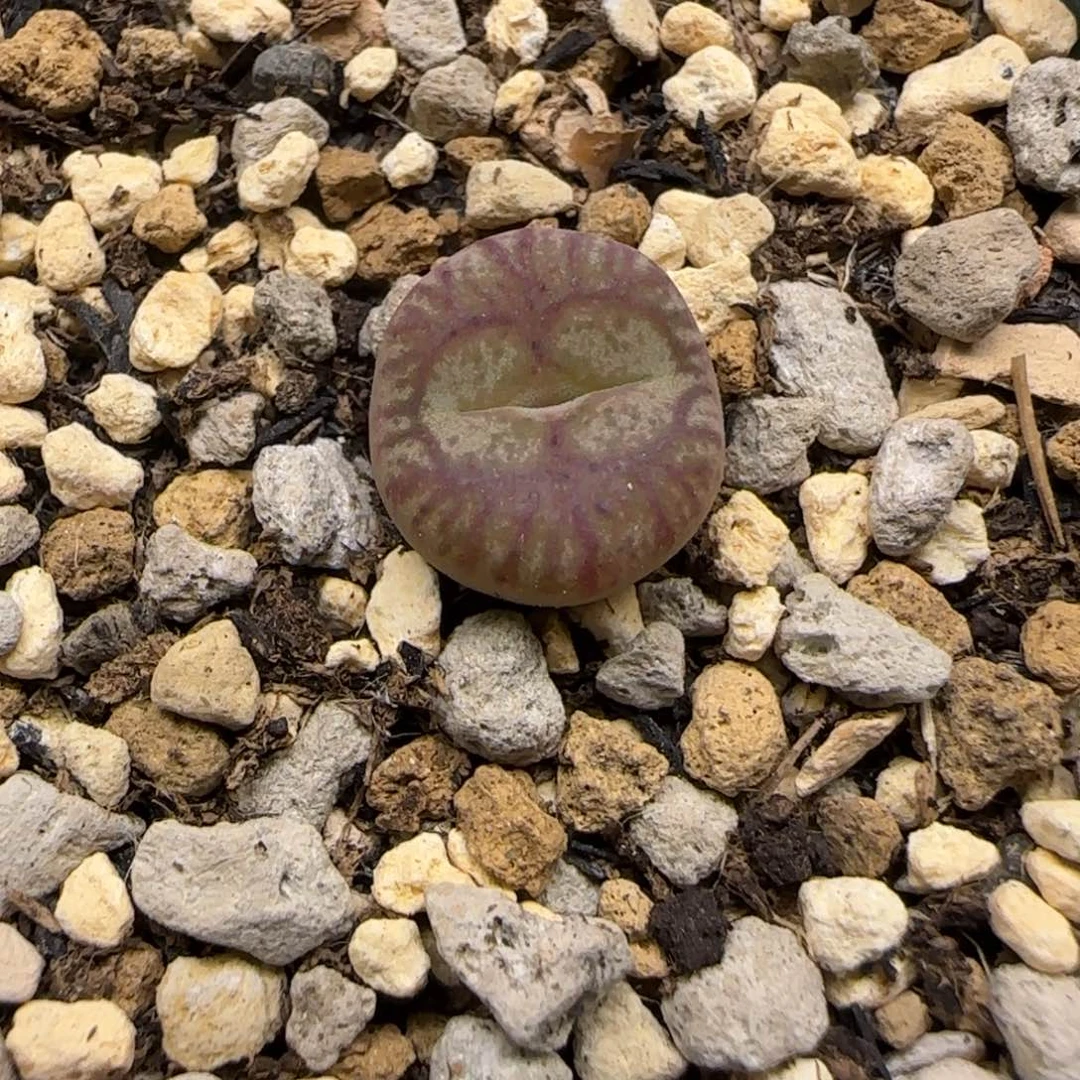 多肉植物毛杂一颗