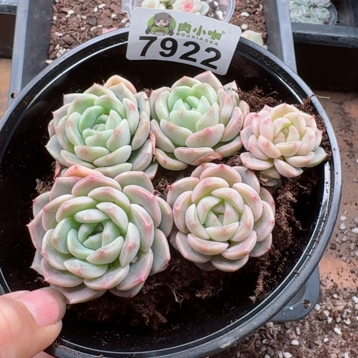 多肉植物多肉植物