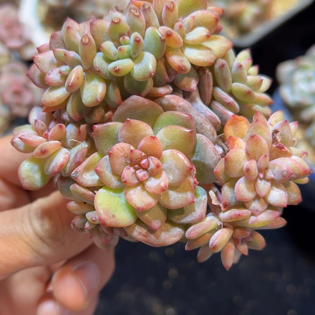 新年快乐 新年快乐