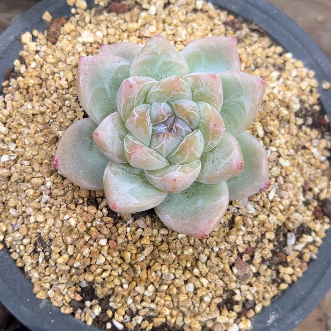 白泽 单头 夏鸣园艺