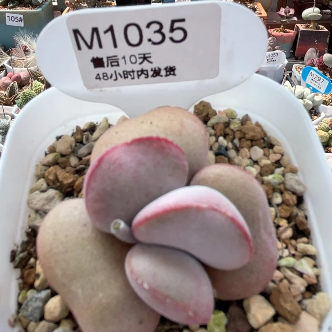 1035。    红蛋。