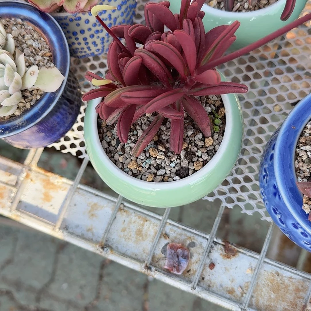 红背胶草带盆多肉植物