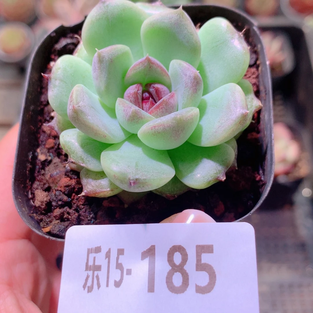 乐然15-185 黑玫瑰