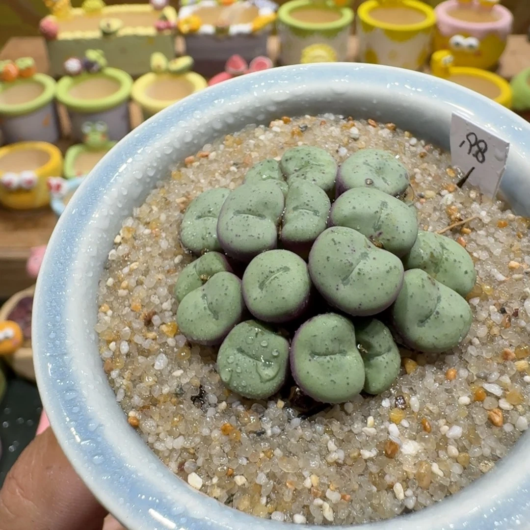 蘑菇1070肉锥群多肉植物