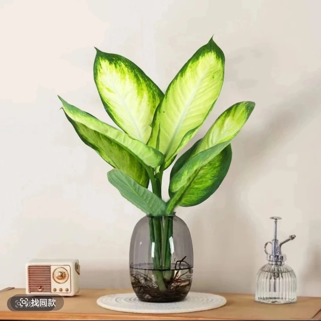 W【水培玛丽安】万年青粉黛水培办公室桌面高颜值清新绿植