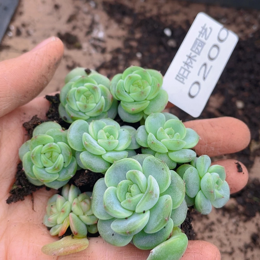 多肉植物多肉植物200