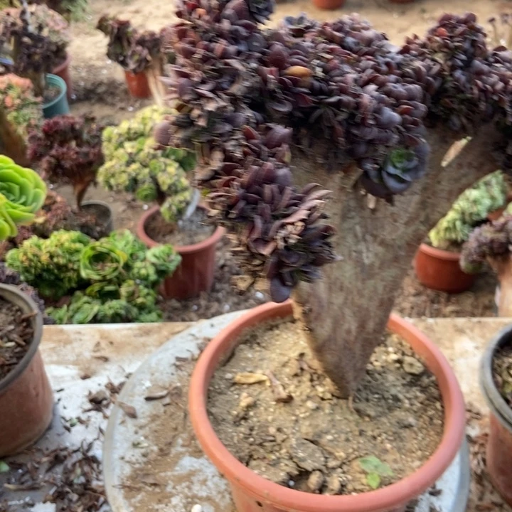 只***公669欧紫缀化老桩老桩