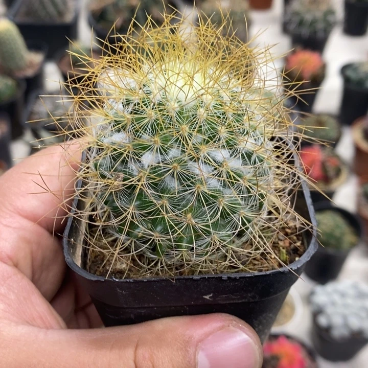 实生狂刺海泉特价福利