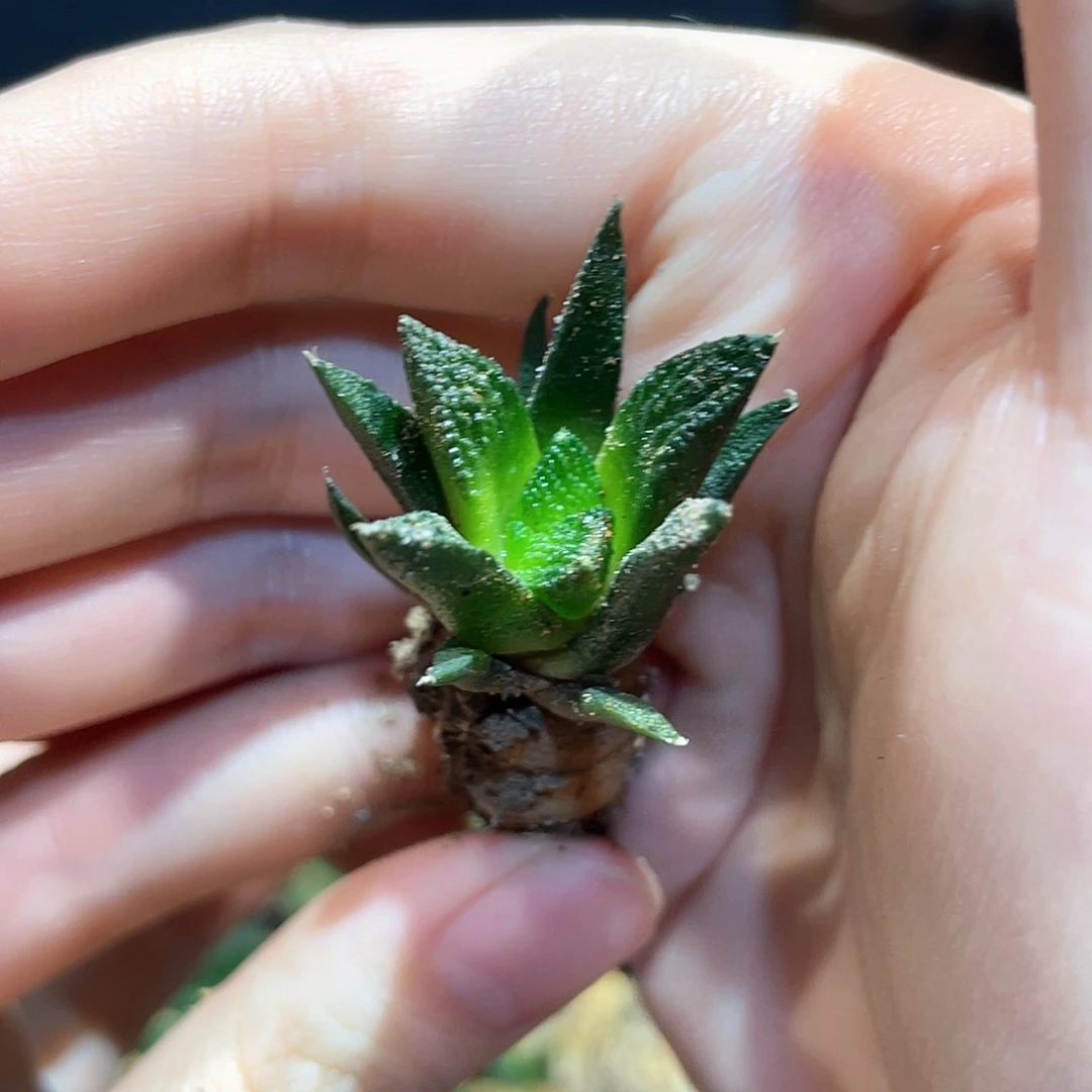 2.2cm实生辛顿牡丹萝卜根