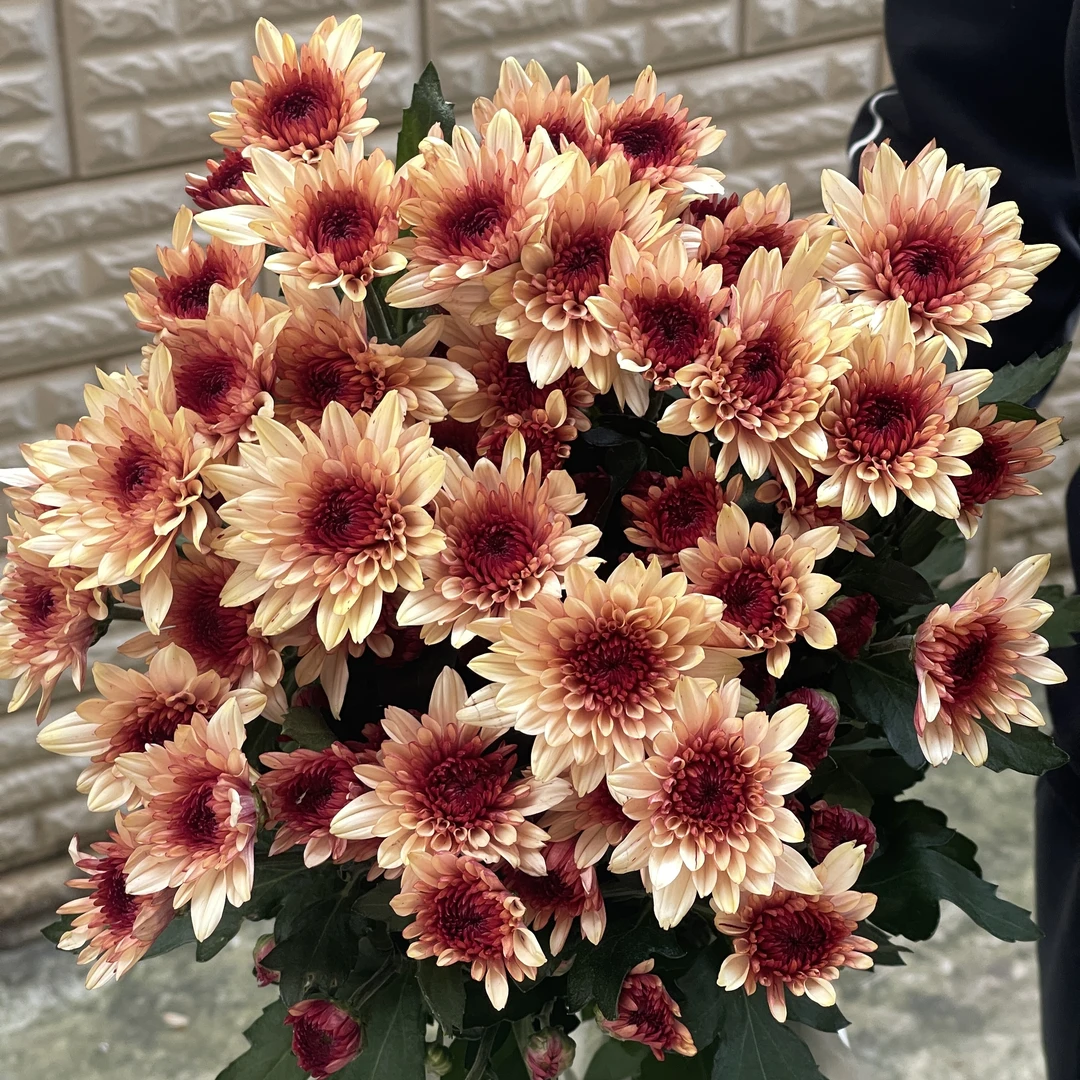 橙丹特10枝少见品种