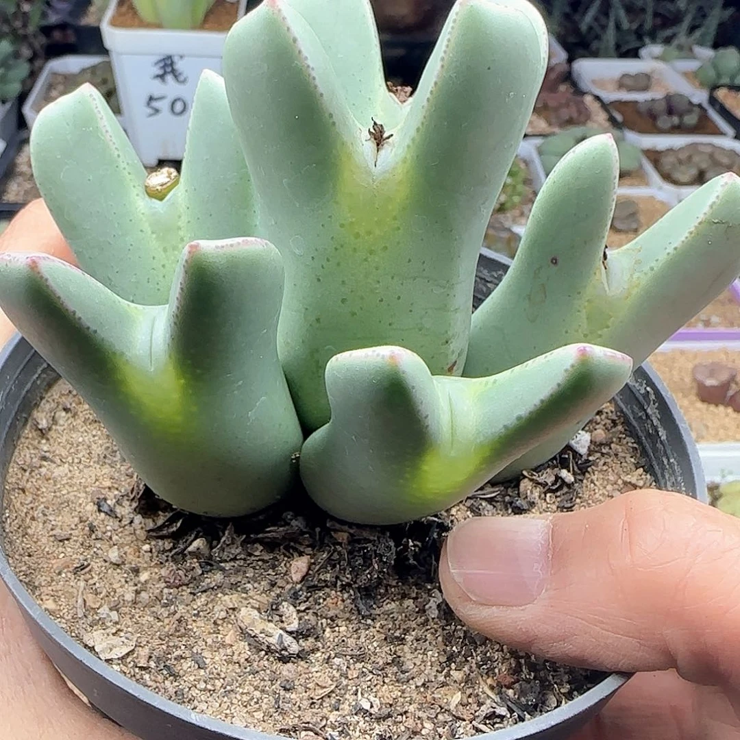 沧**粟脱土发货28包邮25849