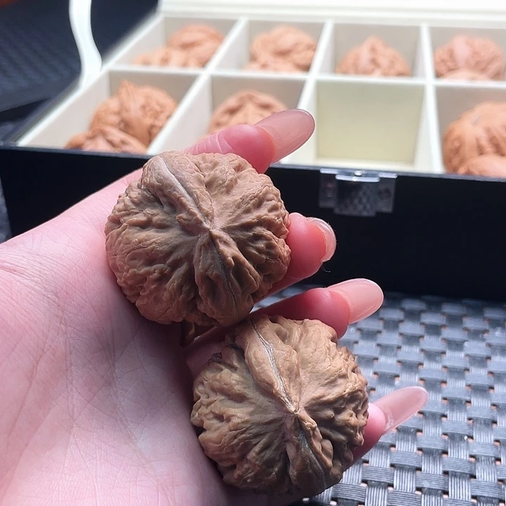 高***张霸王龙核桃尺寸40
