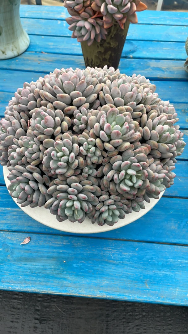 香香雪多肉植物室内绿植净化空气好养易活