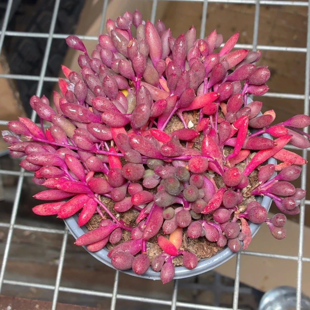 大盆紫葡萄多肉9.9包邮发货