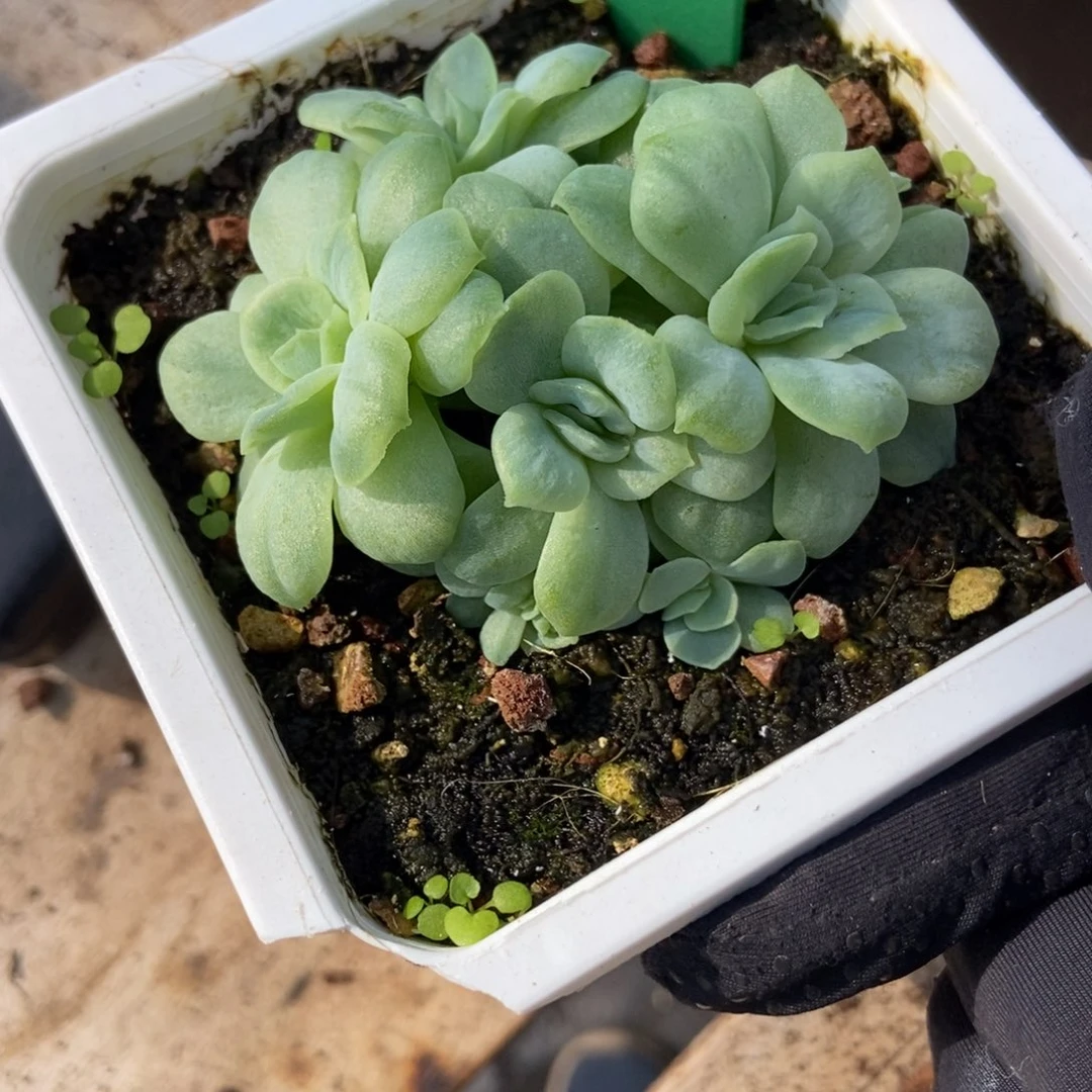 749泡泡纱多肉植物多肉