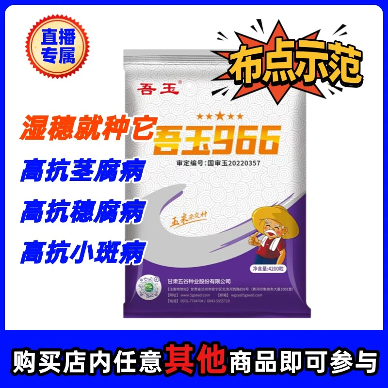 吾玉966【仅限直播间】国审玉热导系抗茎腐穗腐小斑高产玉米