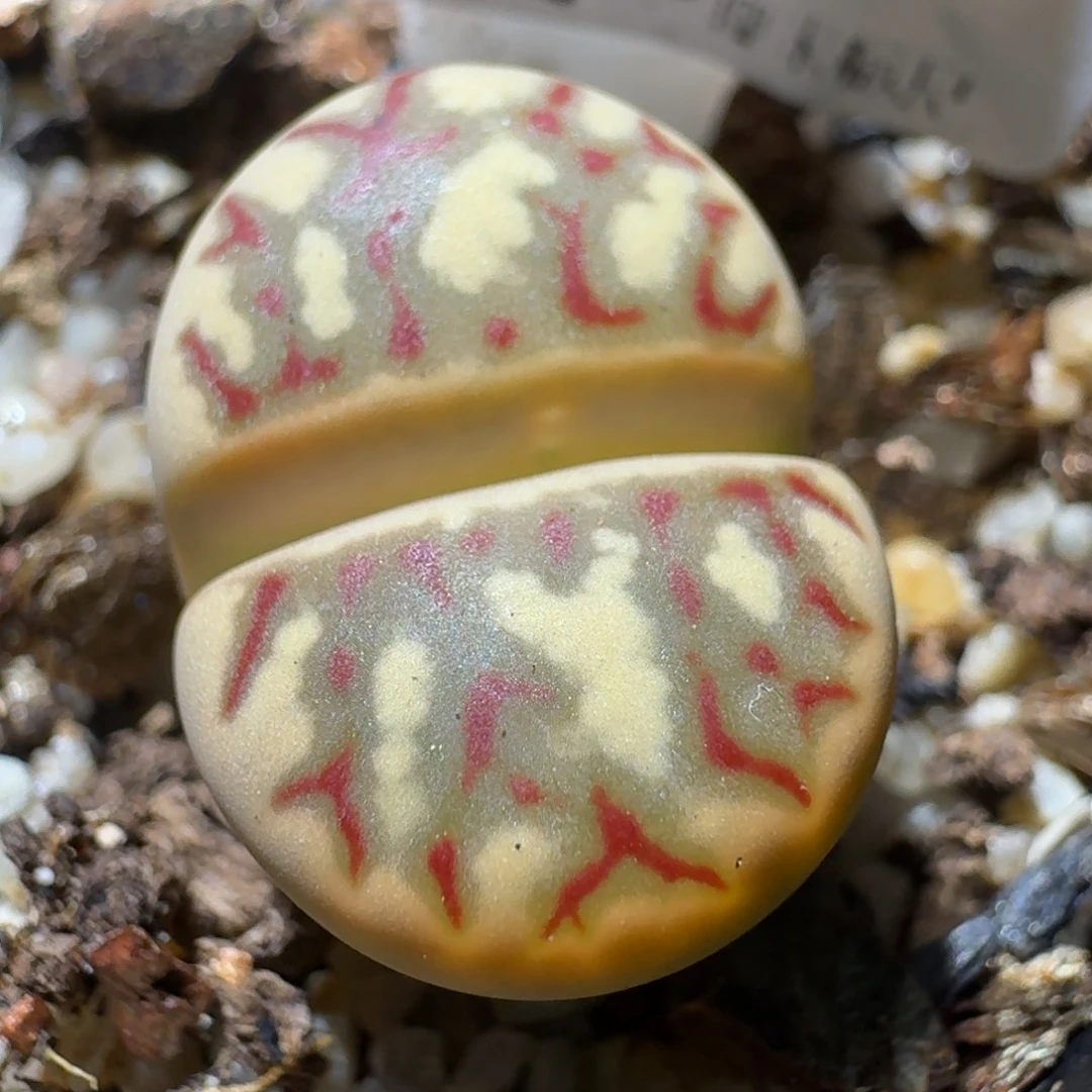 高品质生石花清清327