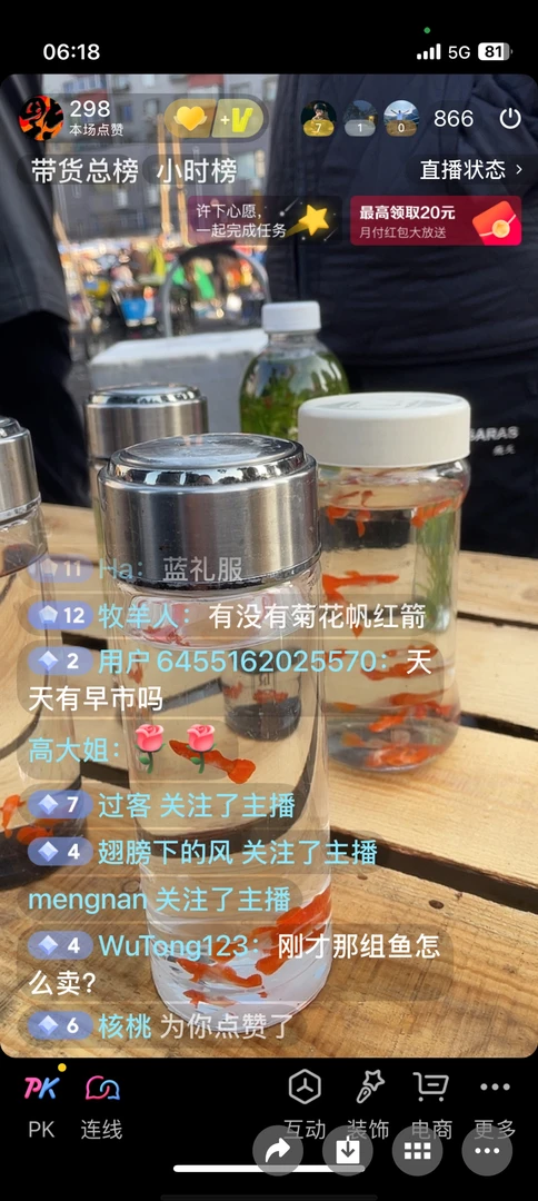 周六周日孔雀鱼代购包邮不包损