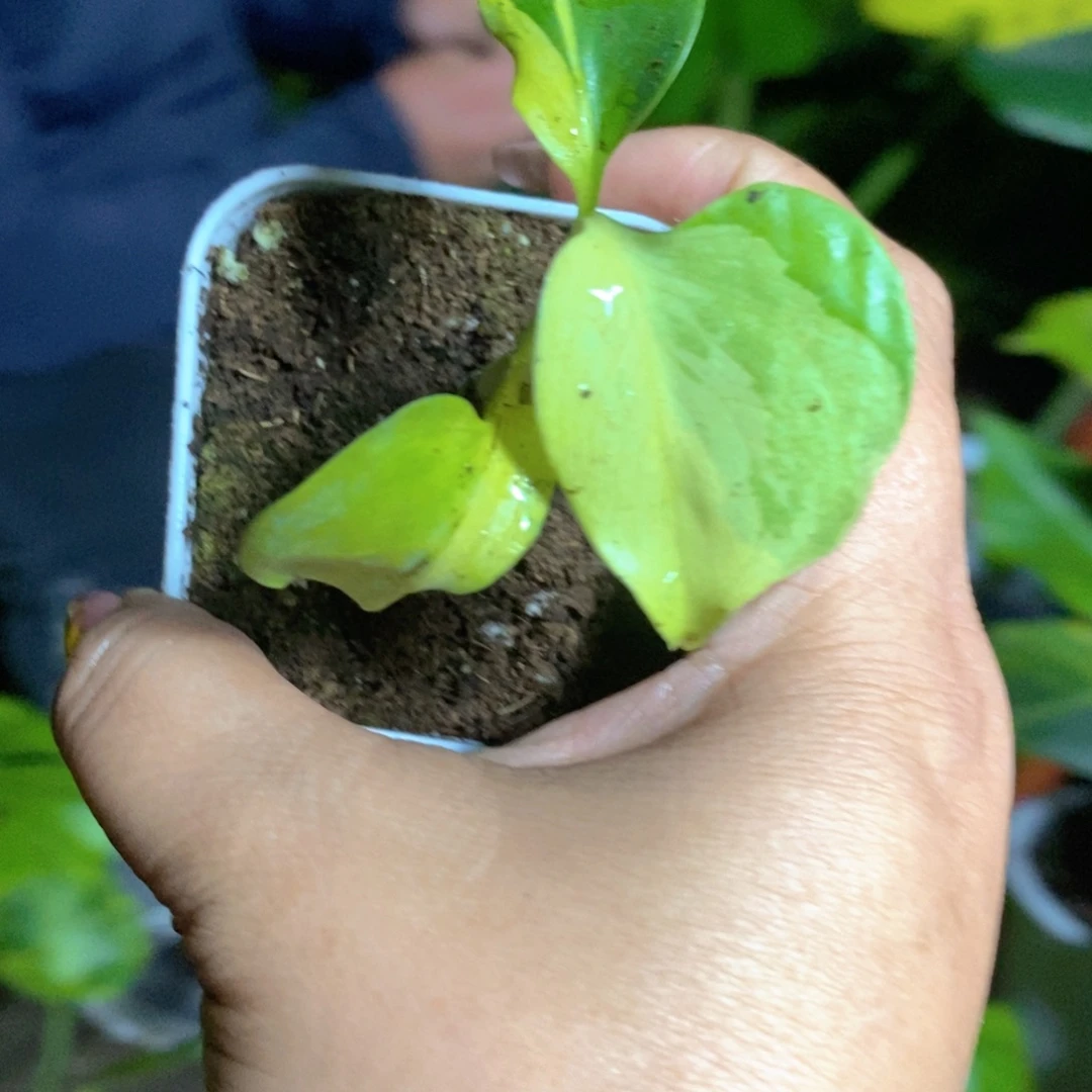 *****完全开放变异锦化龟背竹