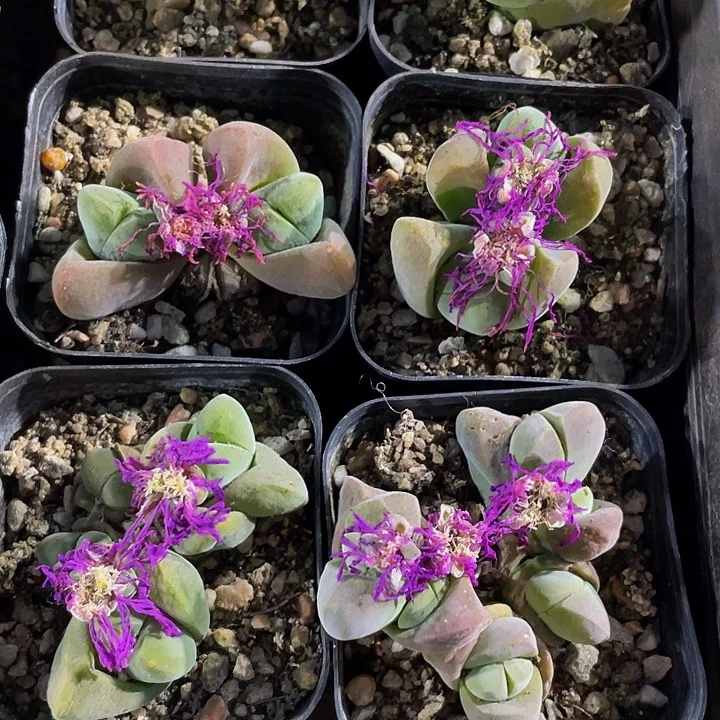 无比玉2.8带盆土