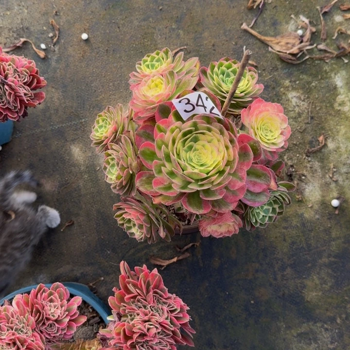 0000000000342海仙福利价