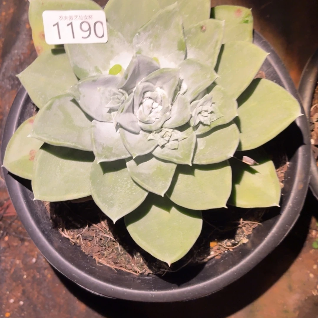 3代杂交仙女杯多肉福利