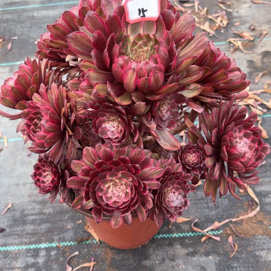 无花朵15紫牡丹多肉植物