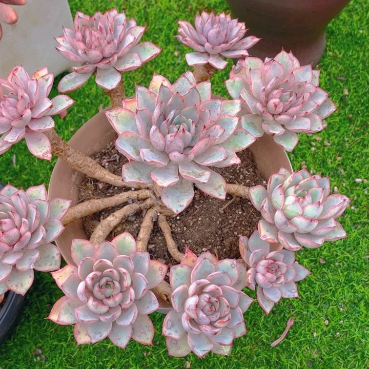 s***r谢谢你的支持000000048