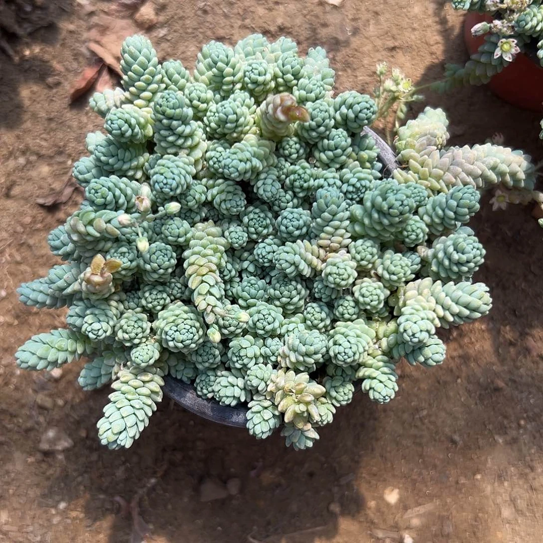 多肉植物姬星美人