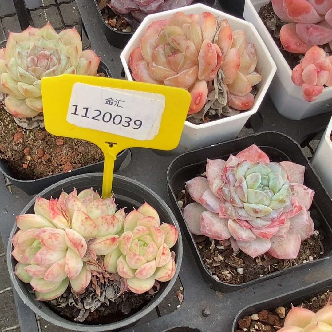 福利多多1120039