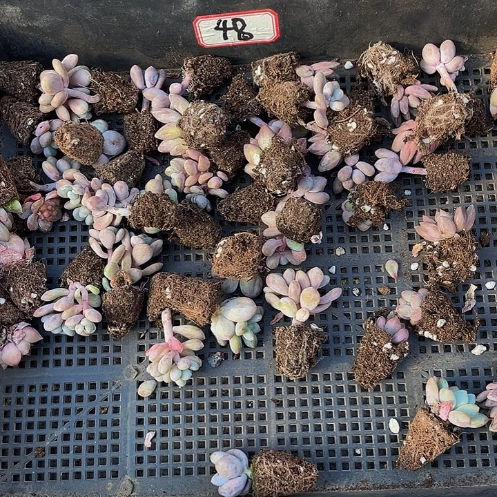 静***缘48号筐带土发货一堆