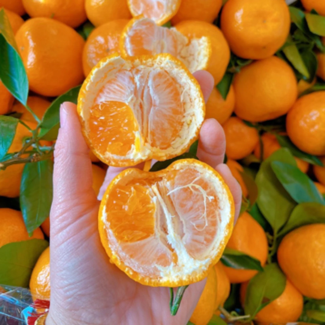 叶橘12元5斤 橘子味浓9甜1酸四川省