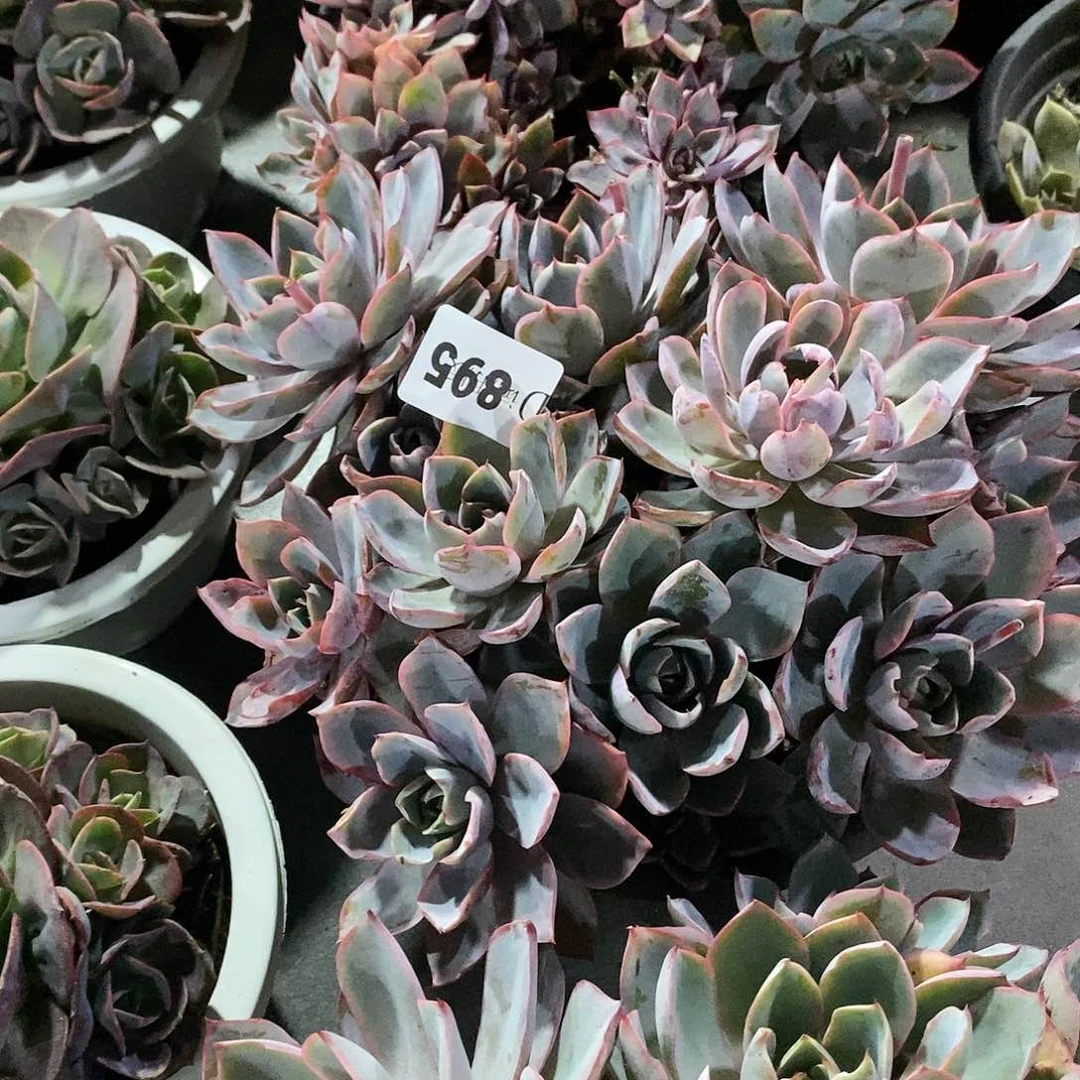 纽*895赫拉多肉植物