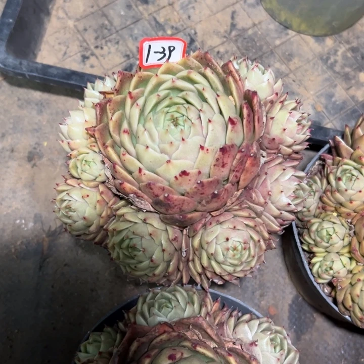 赜***锅精品多肉植物老桩