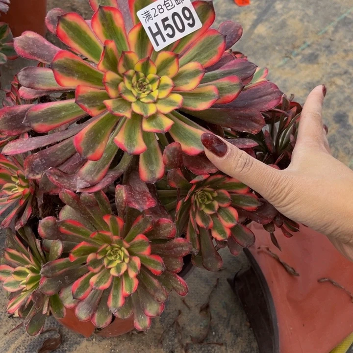 509多肉植物一物一拍