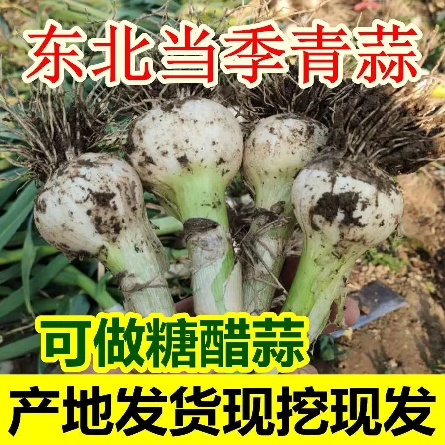 东北吉林四平特产新大蒜每单净重五斤顺丰发货包邮