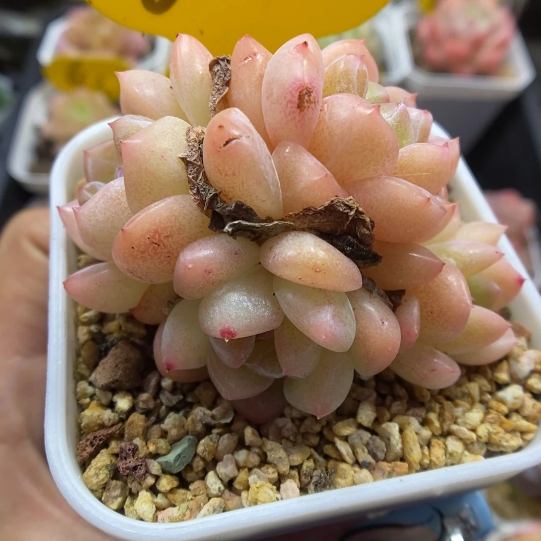 油透糖心珍妮群生658号