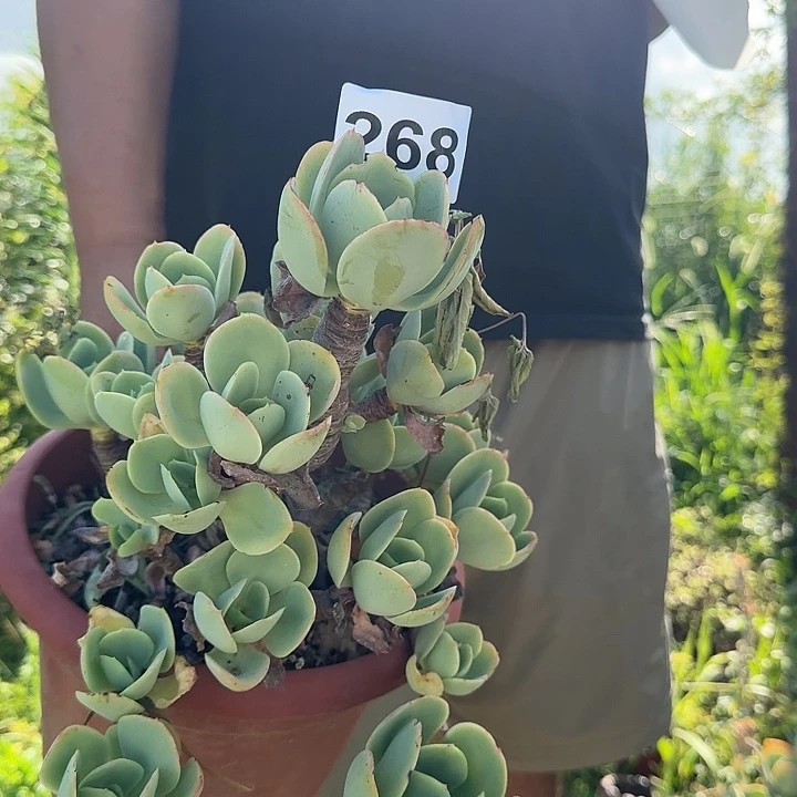 在***方268碧桃一物一拍1644