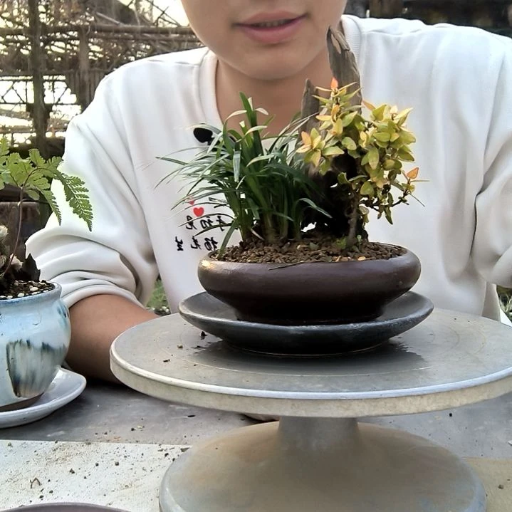 杨*木小盆景小植物一物一拍240