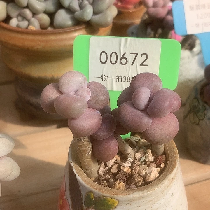 00672，阿莉莉咯嗯哦无