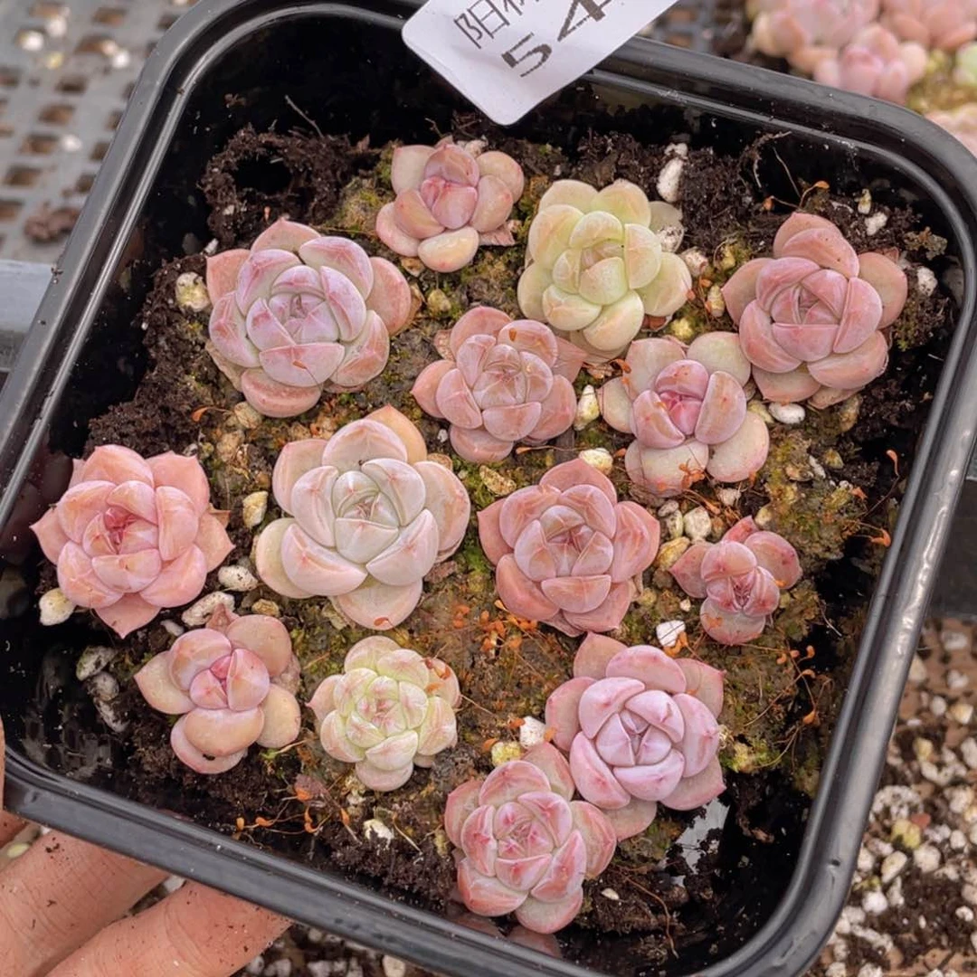 多肉植物多肉植物544