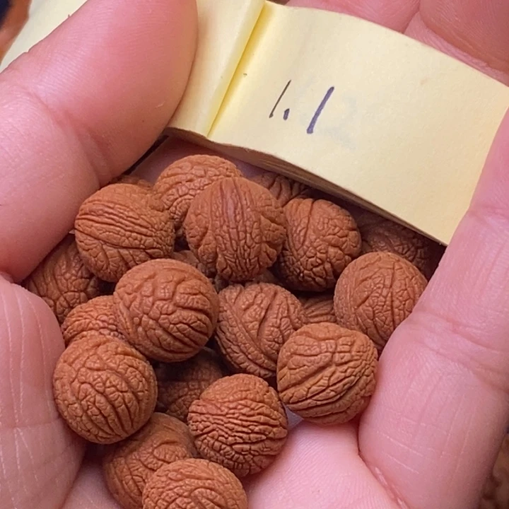 秦岭龙纹桃核21颗