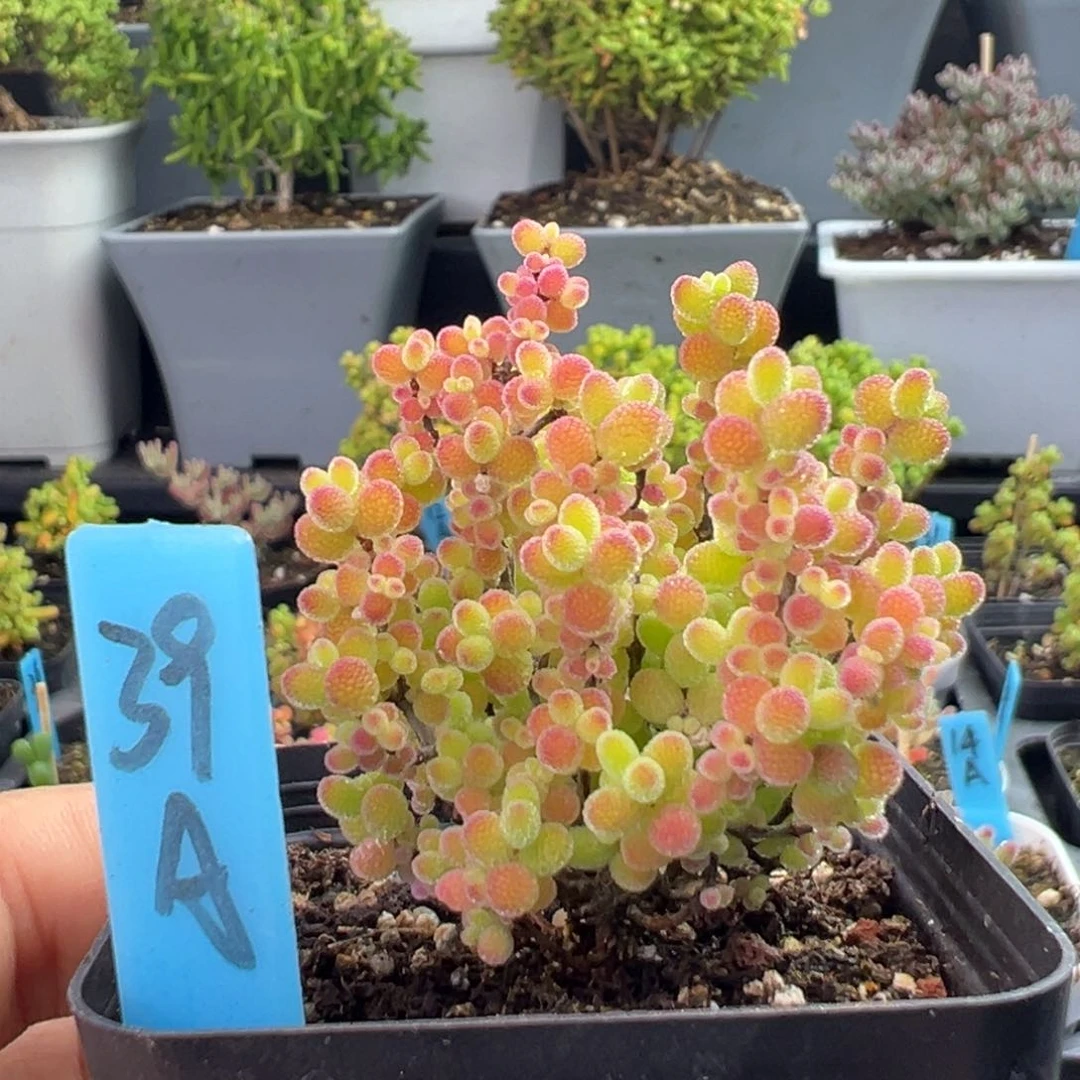 精控蜜橘糖球39号